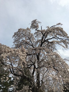 IMG_1168.jpg